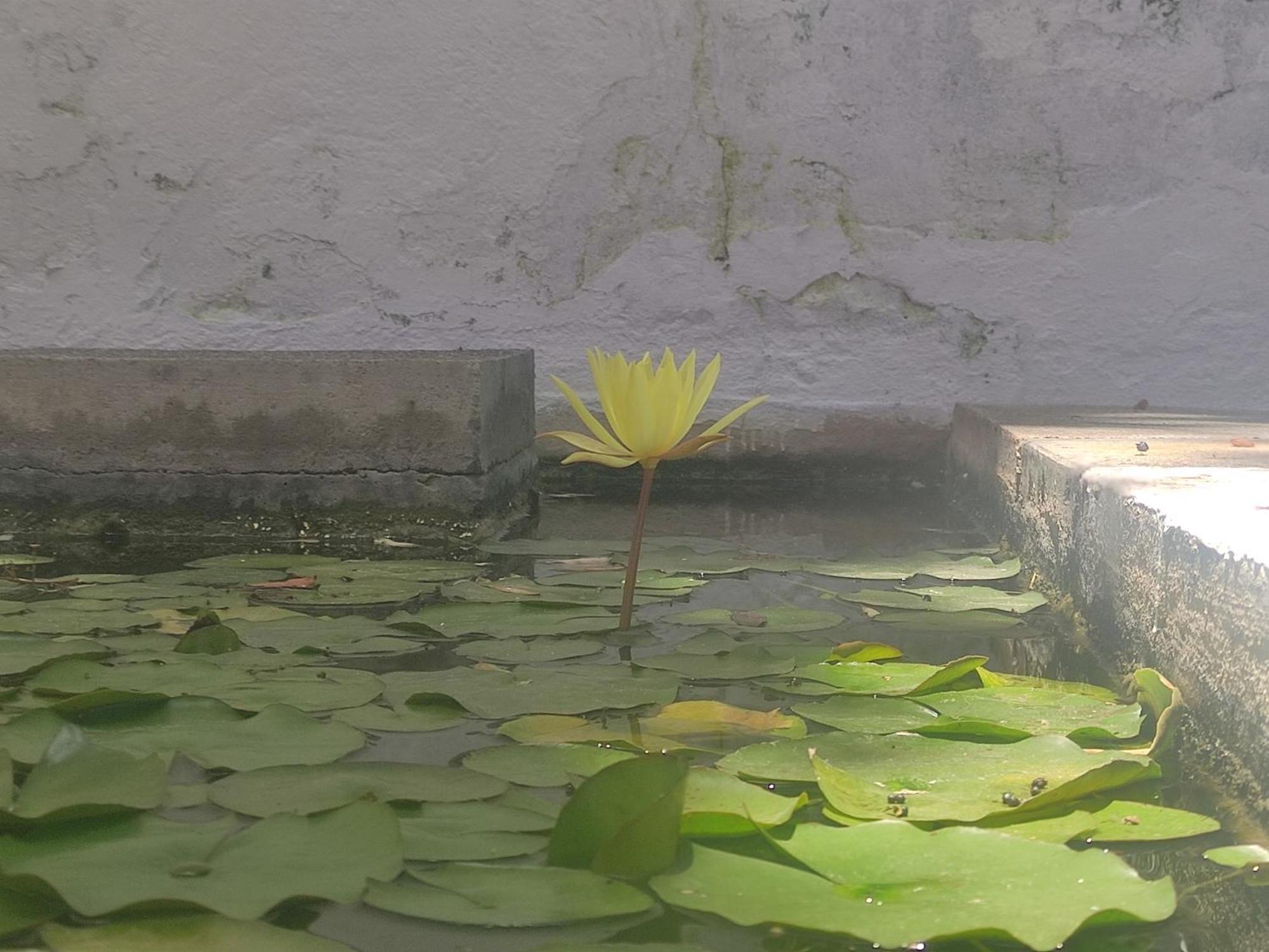 Apartamento Lemmon Tree Santa Brigida  Phòng bức ảnh